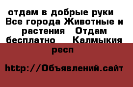 отдам в добрые руки - Все города Животные и растения » Отдам бесплатно   . Калмыкия респ.